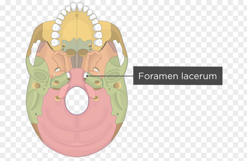 Skull Pterygoid Processes Of The Sphenoid Hamulus Medial Muscle Lateral PNG