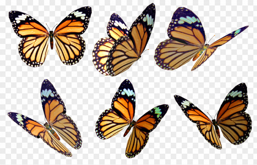 Buterfly Monarch Butterfly Drawing Color Photography PNG