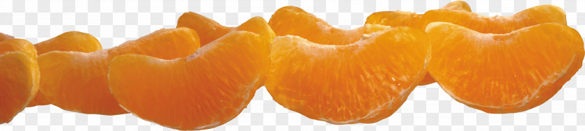 Contract Orange Mandarin Clip Art Digital Image File Format PNG