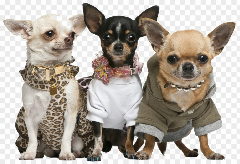 Puppy Chihuahua Rat Terrier Dog Breed PNG