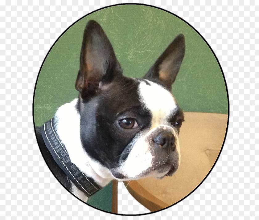 Veterinar Boston Terrier Toy Bulldog Dog Breed Snout PNG