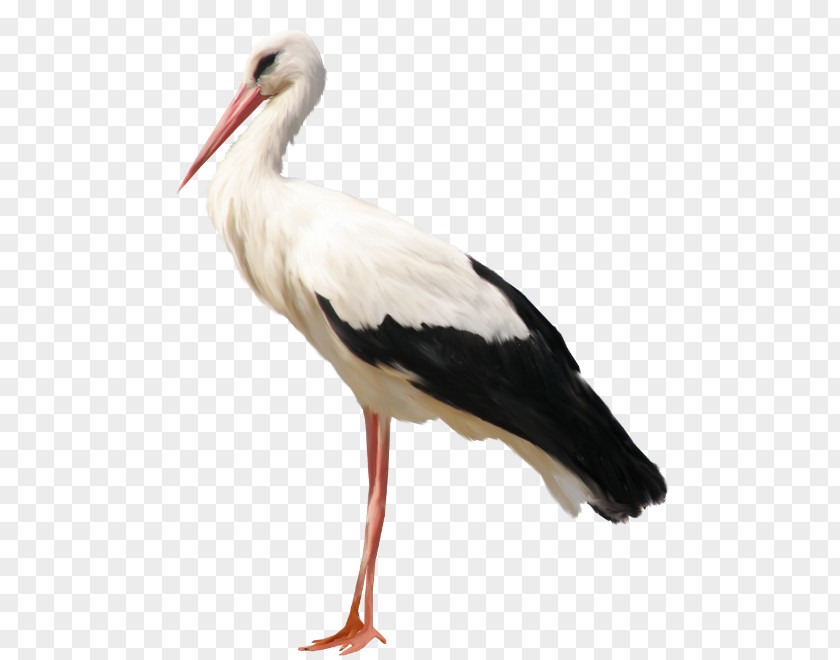 Bed And Breakfast White Stork Gray Wolf Bird Crane Child PNG