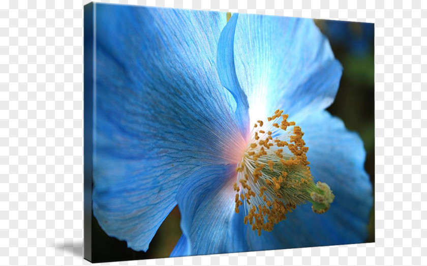 Blue Poppies Canvas Print Imagekind Printing Printmaking PNG