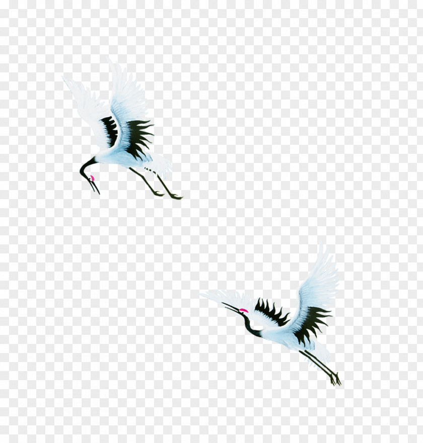 Crane Bird Swan Goose PNG