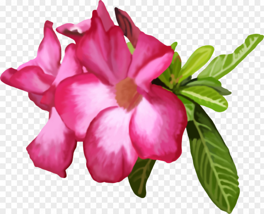 Rose Azalea Cut Flowers Family Annual Plant PNG
