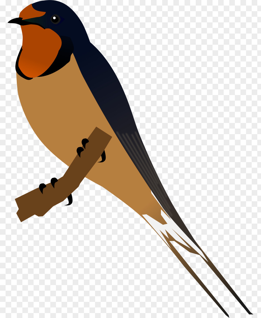 Barn Swallow Bird Clip Art PNG