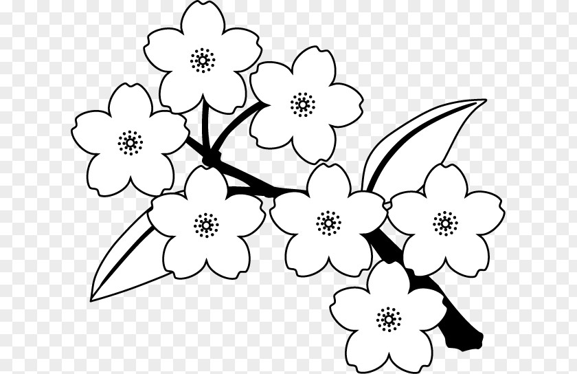Cherry Blossom Borders Clip Art Floral Design Illustration PNG