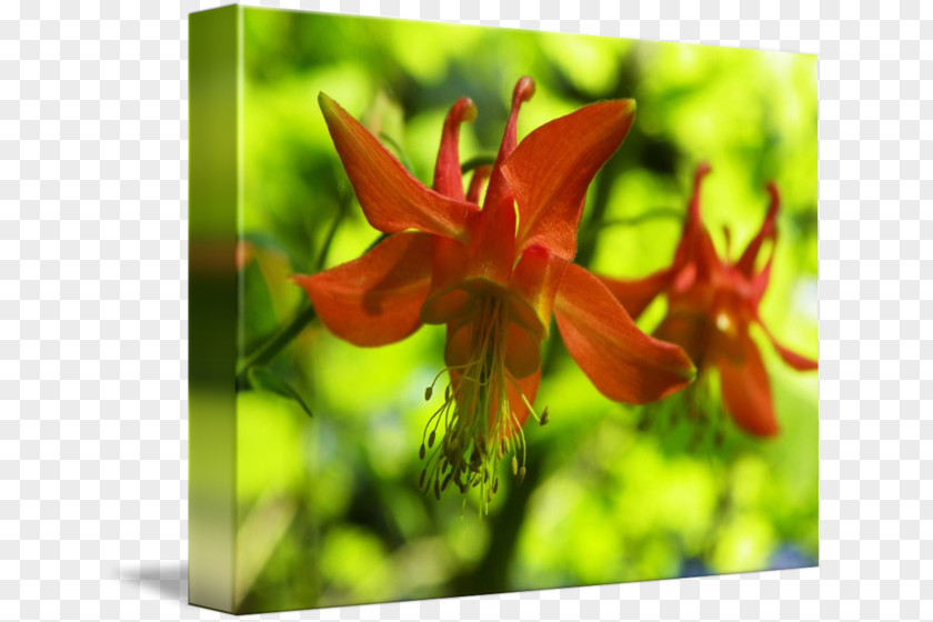 Columbine Red Wildflower Daylily Lily M PNG