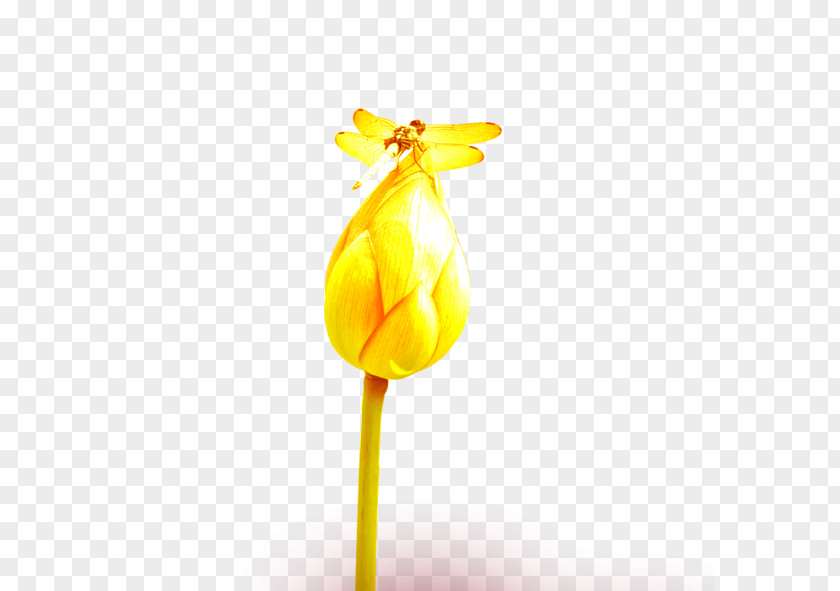 Golden,Lotus,dragonfly Dragonfly Nelumbo Nucifera PNG