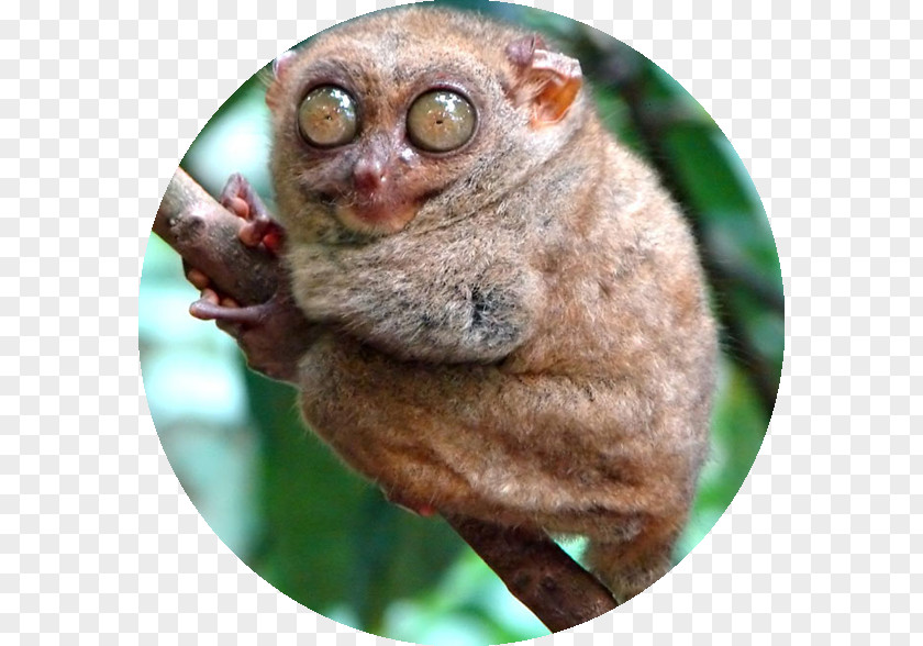 Hotel Panglao Primate Galago Spectral Tarsier PNG