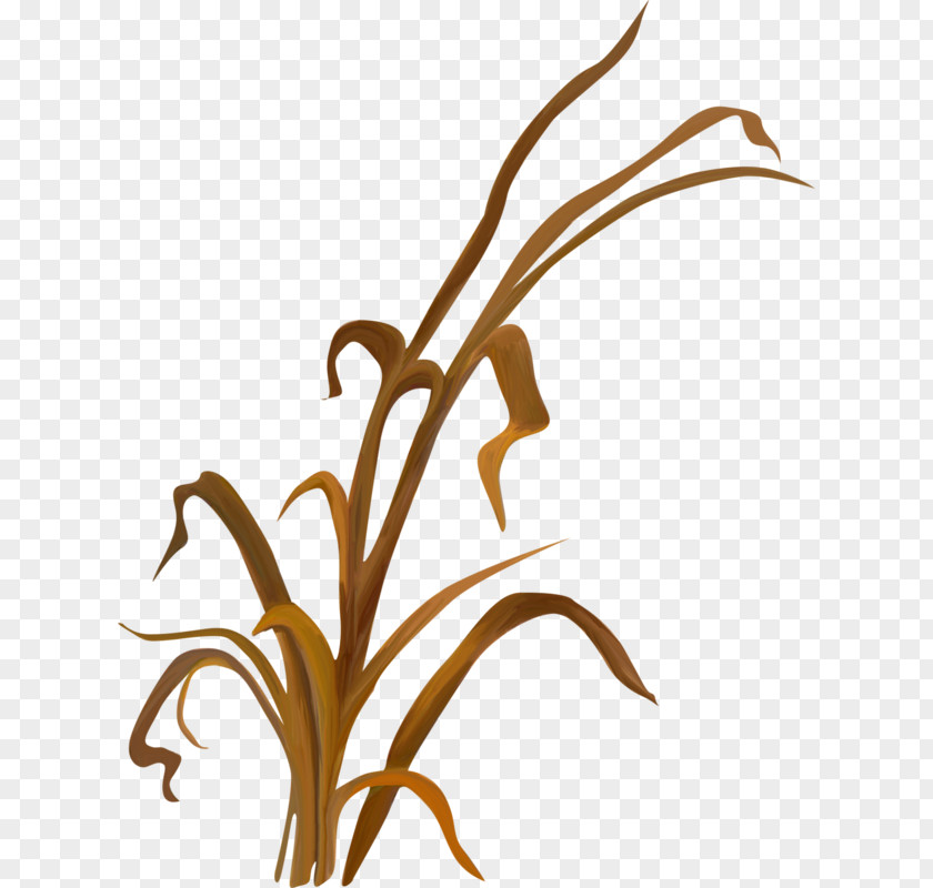 Leaf Twig Grasses Plant Stem Clip Art PNG