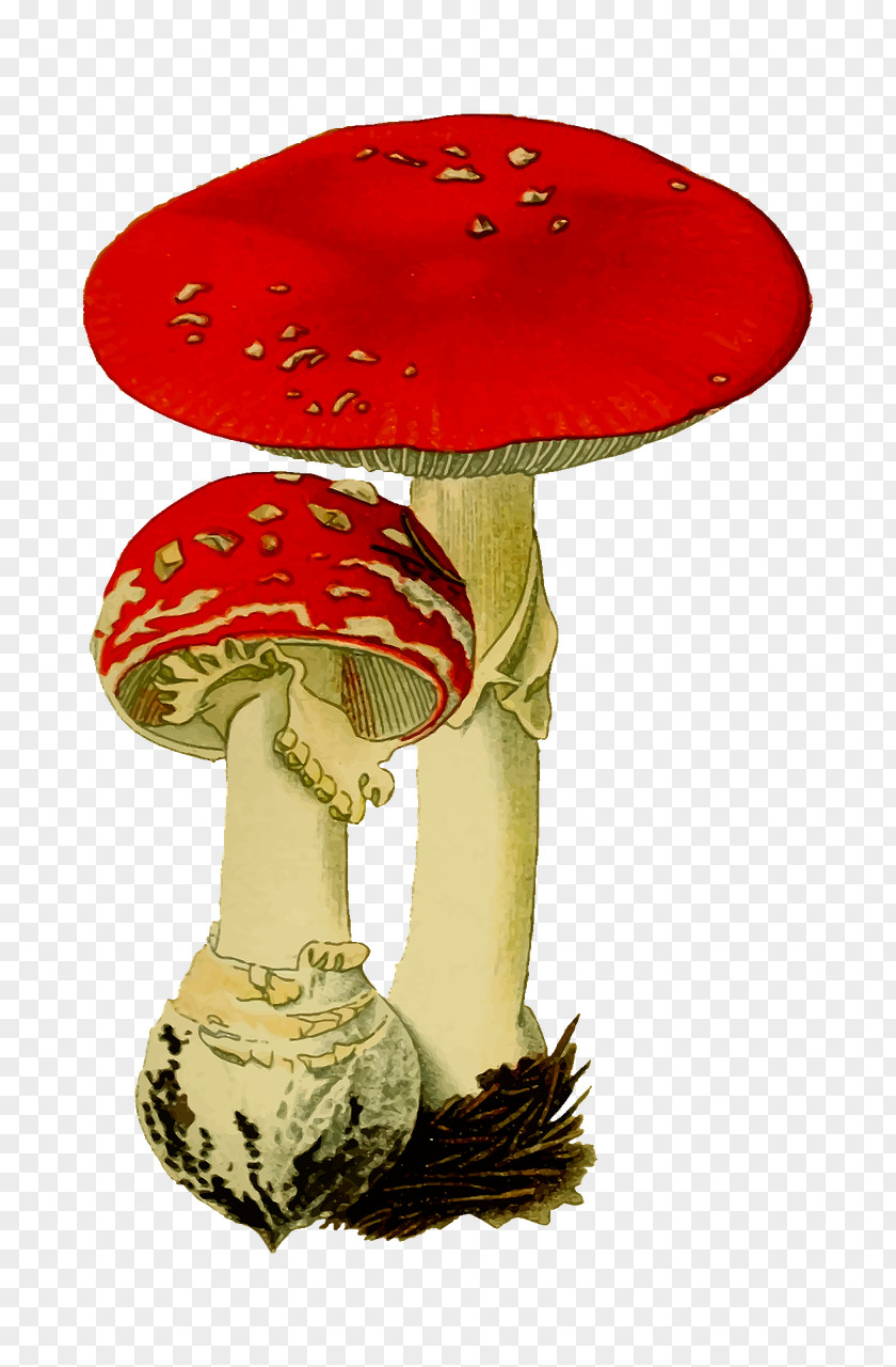 Mushroom Amanita Muscaria Fungus Agaric PNG