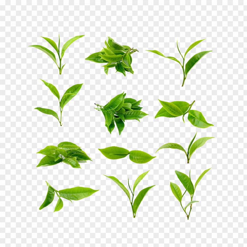 Product Owner Green Tea Matcha Leaf Grading Plant PNG