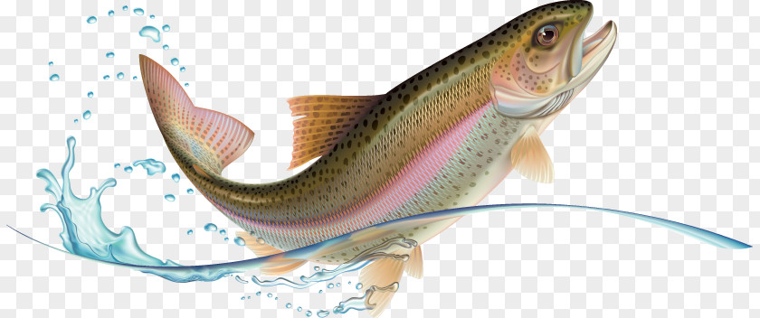 Rainbow Trout Stock Photography PNG