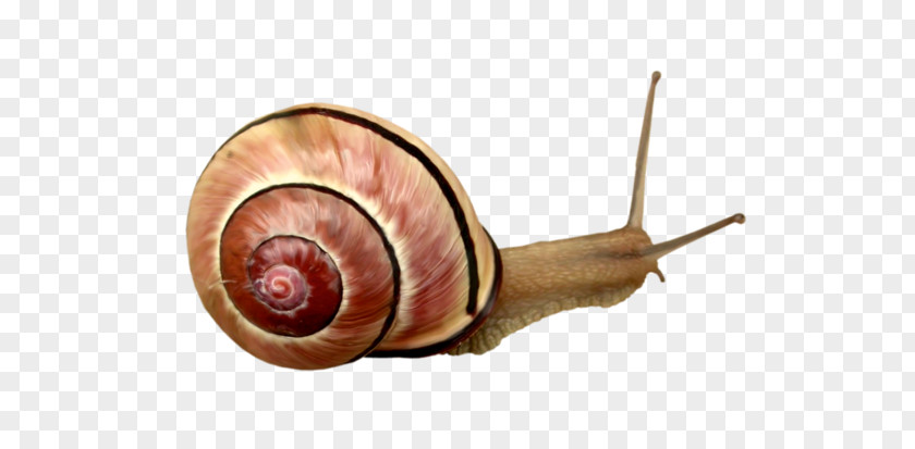 Snails Snail Orthogastropoda Escargot PNG