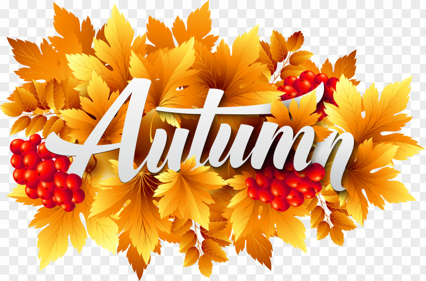 Autumn Decorative Image Clipart Clip Art PNG