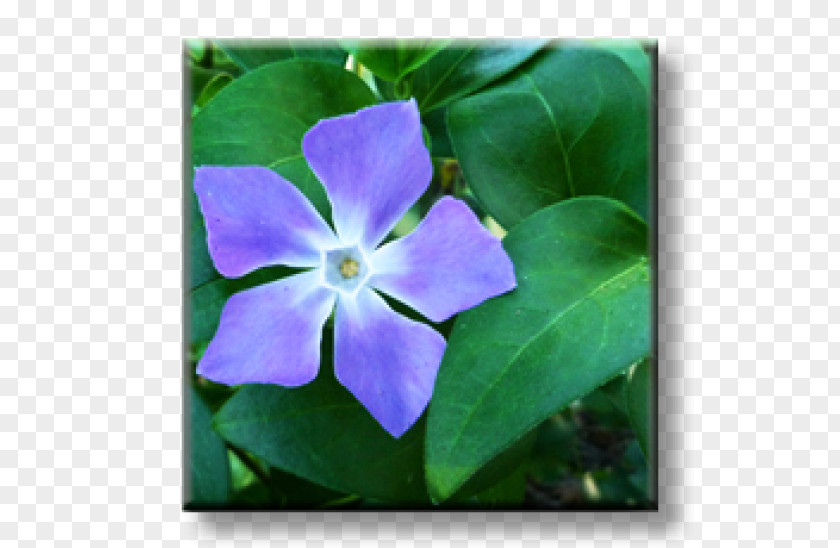 Plant Greater Periwinkle Myrtle Perennial Madagascar PNG