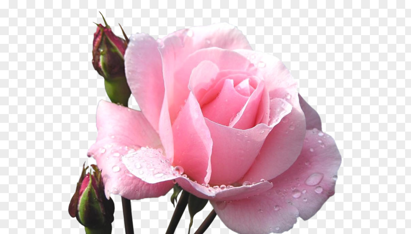 Rose Funeral Home Flower Obituary Cemetery PNG