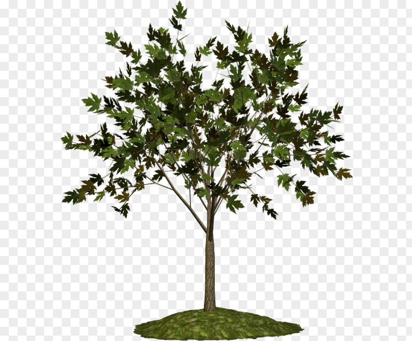 Tree Twig Plane Trees Plant Blog PNG