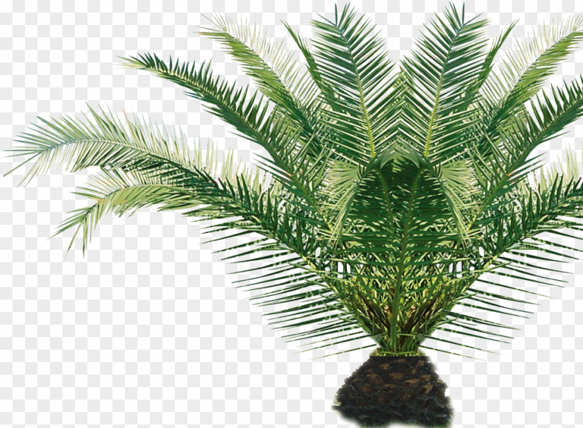 Tree PNG clipart PNG