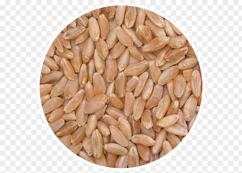 Durum Wheat Oat Emmer Vegetarian Cuisine Cereal PNG