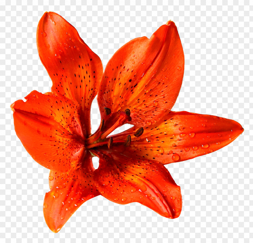 Flower Lilium Bulbiferum PNG