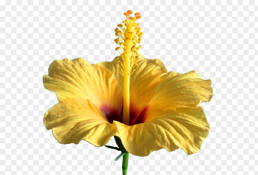 Flower Mallows Shoeblackplant Clip Art Caribbean Flowers PNG
