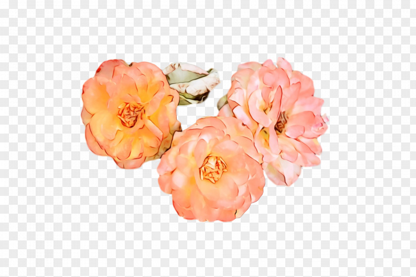 Garden Roses PNG