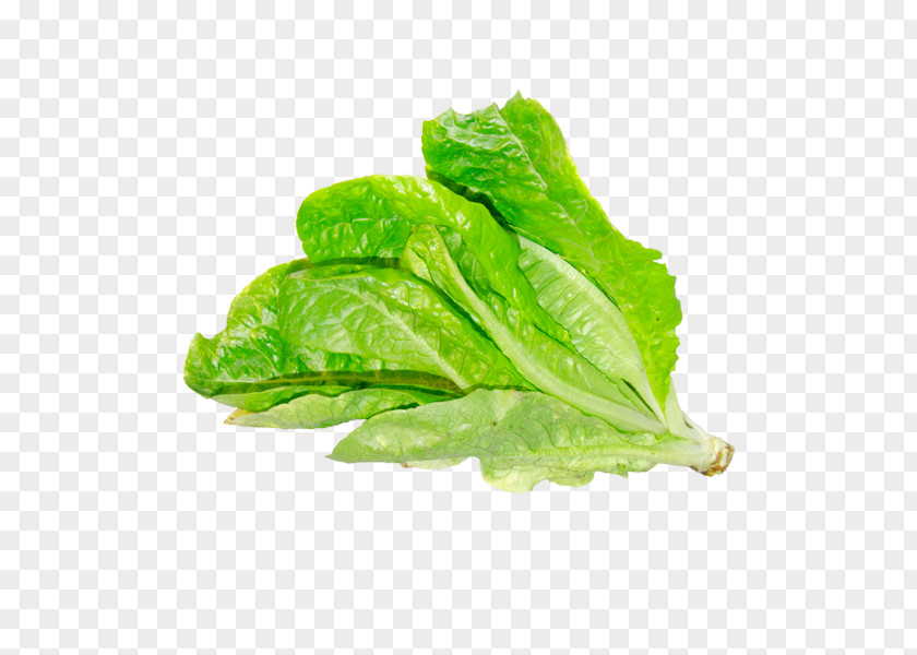 Leaf Romaine Lettuce Red Chard Collard Greens PNG