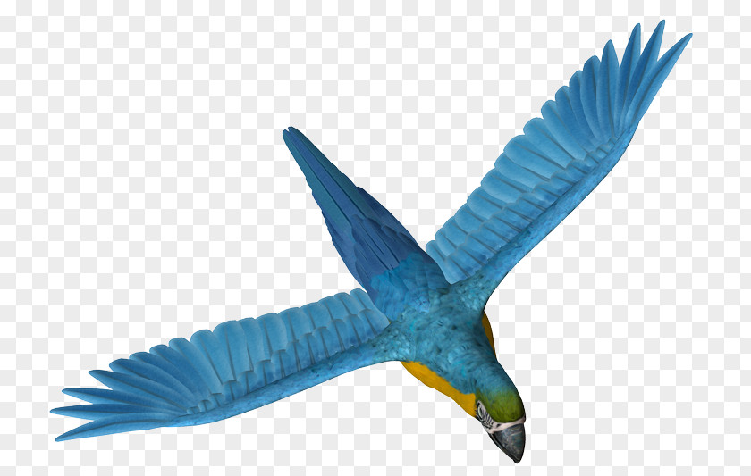 Parrot Beak Bird Clip Art PNG