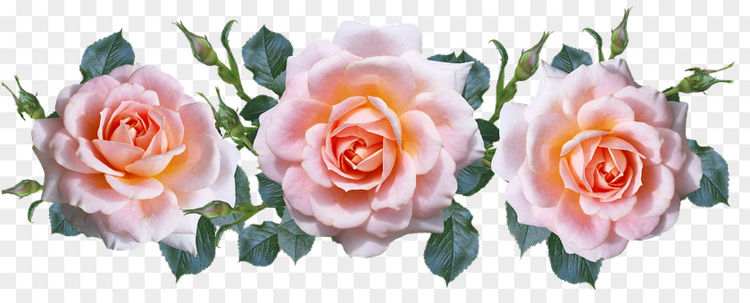 Peach Rosette Garden Roses Cabbage Rose Cut Flowers Floribunda PNG