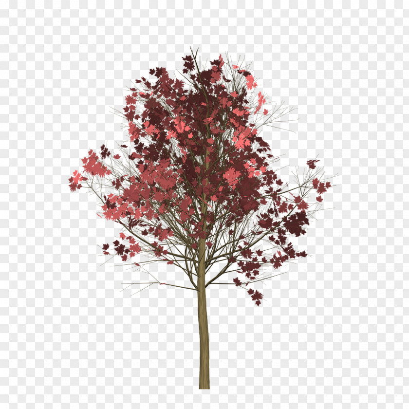 Tree Twig Red Maple Japanese Clip Art PNG