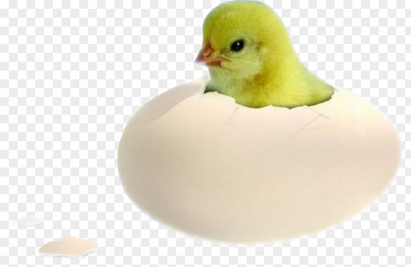 Chick Chicken Duck Bird Egg Incubation PNG