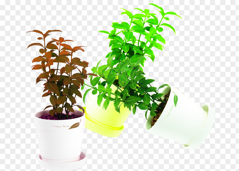 Mint Plant In Kind Flowerpot Download PNG