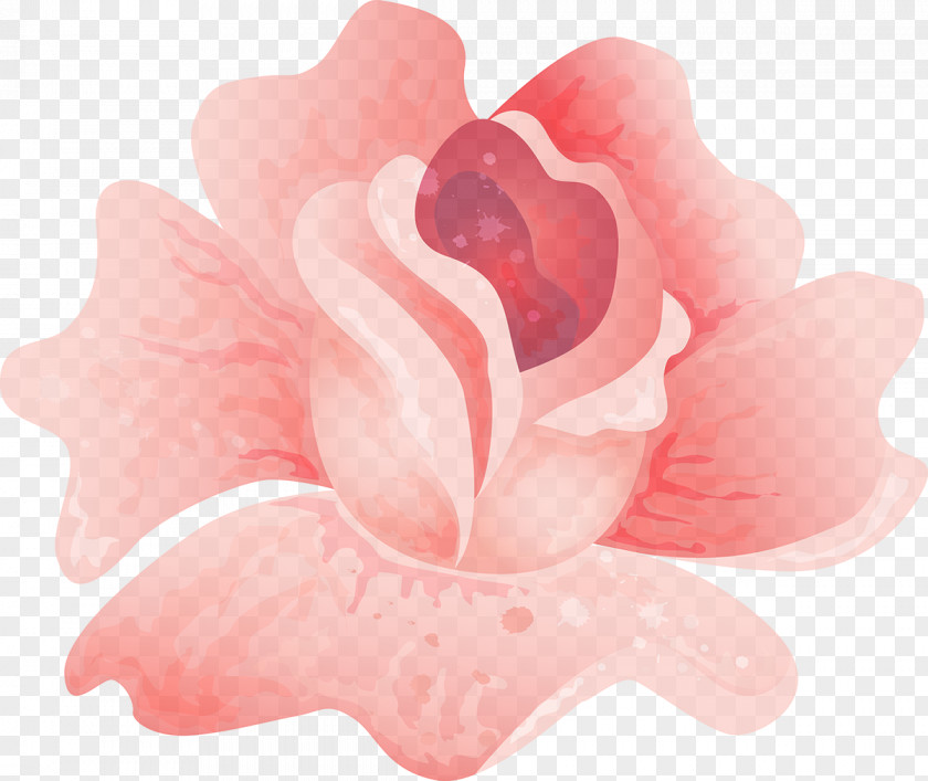 Pink Rose Rosaceae Flowering Plant Petal PNG