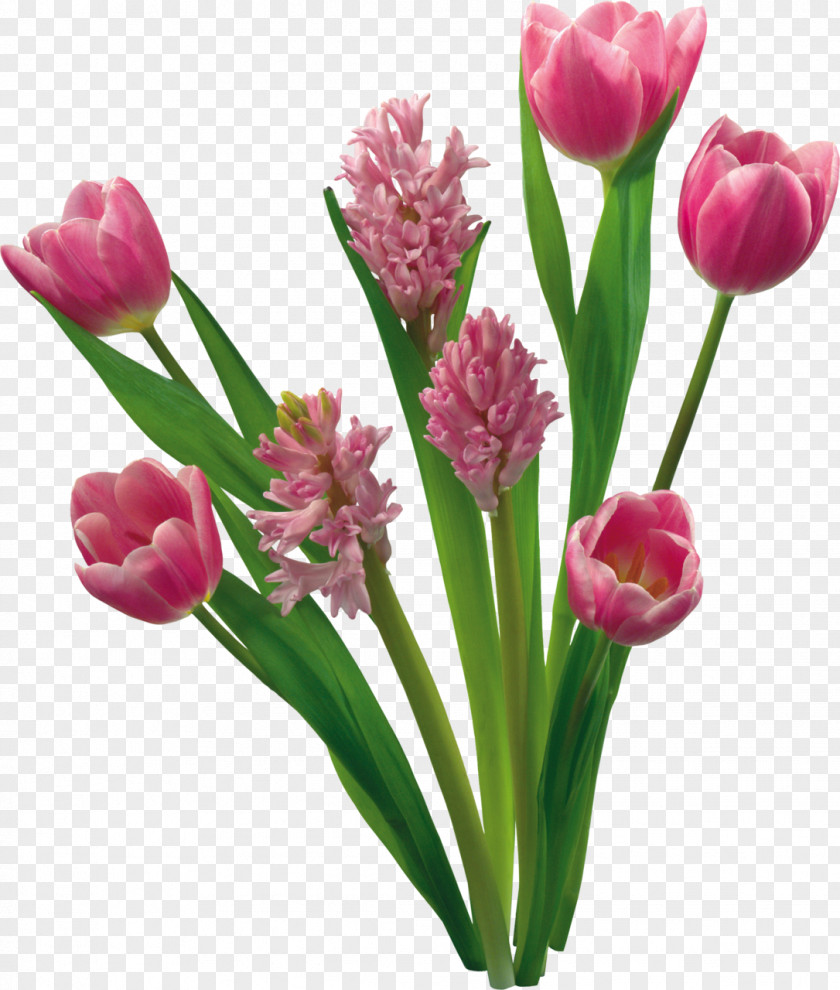 Spring Flower Tulip Garden Roses Clip Art PNG