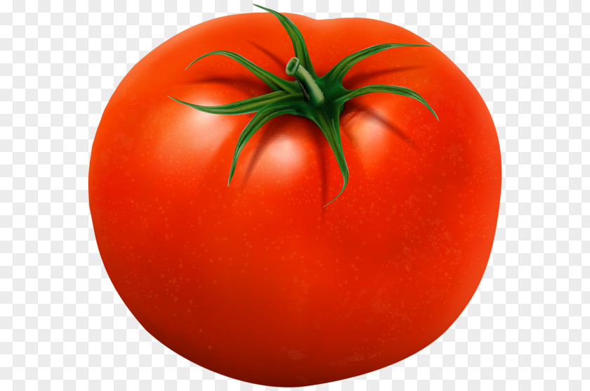 Tomato Plum Bush Food Clip Art PNG