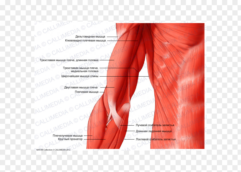 Arm Elbow Triceps Brachii Muscle Shoulder PNG