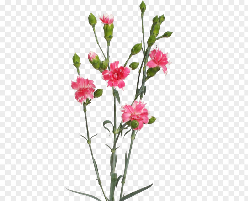 Cherry Carnation Cut Flowers Herbaceous Plant PNG