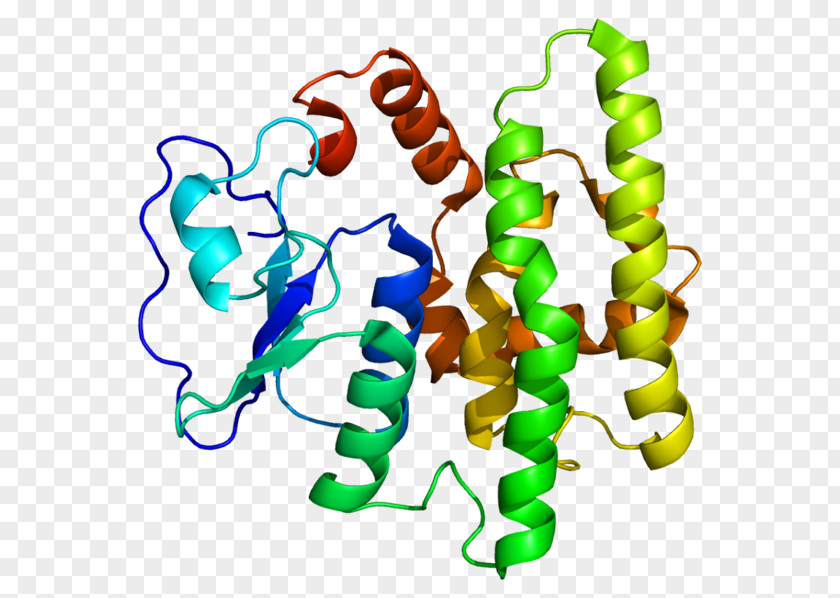 Erm Protein Family Glutathione S-transferase Human Genome Project GSTO1 PNG