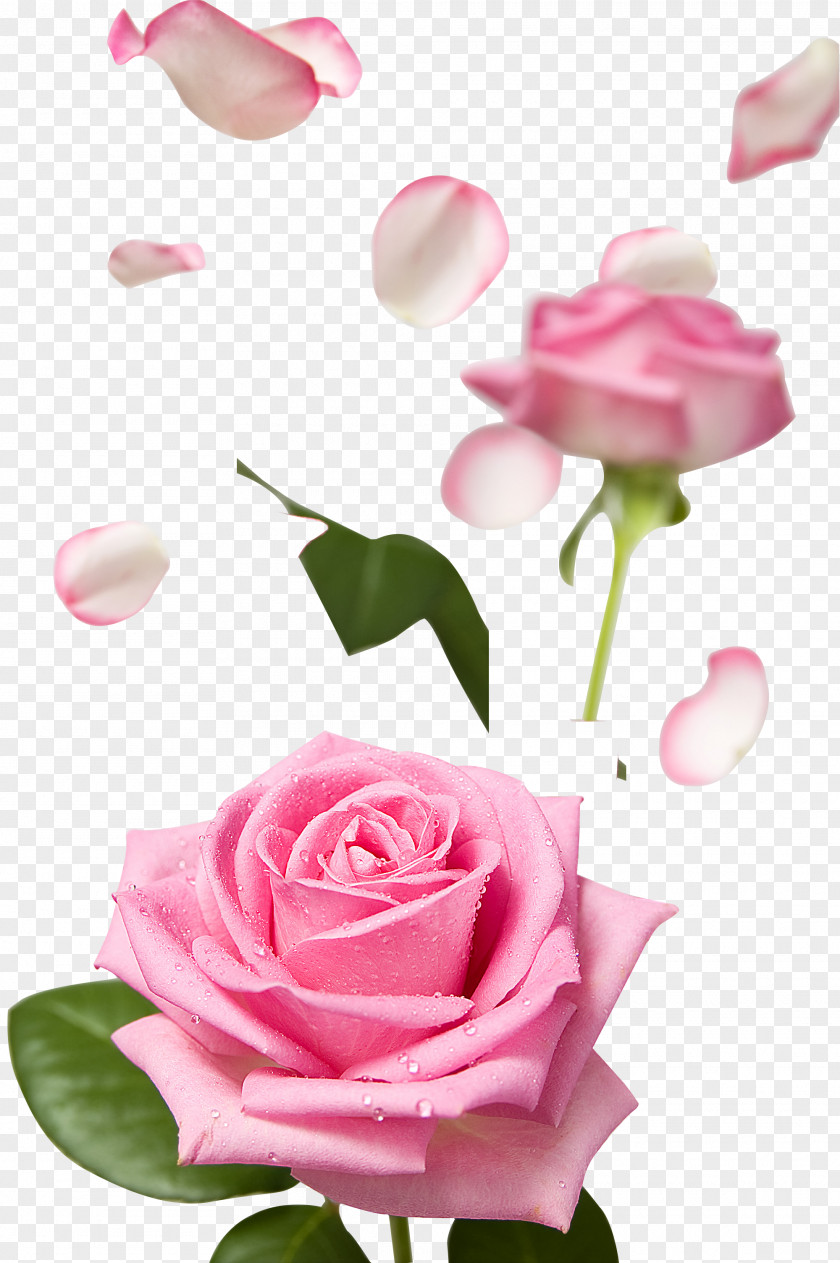 Flower Pink Rose Image Petal PNG