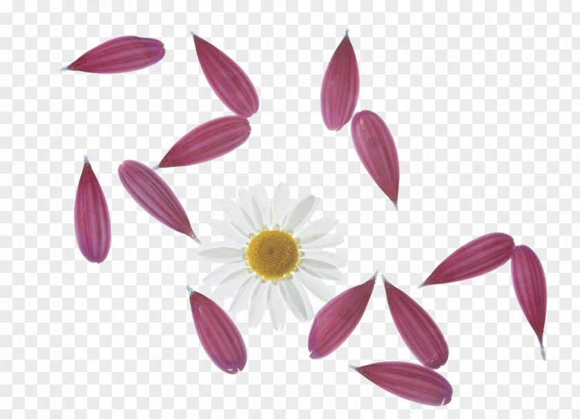 Free To Pull Petals Petal Drawing Flower PNG
