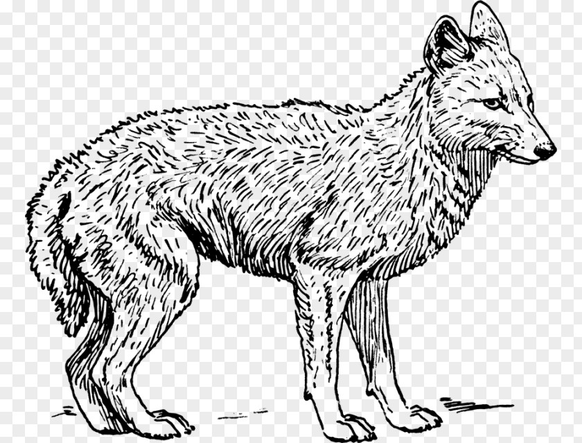 Gray Wolf Coyote Black-backed Jackal Drawing PNG