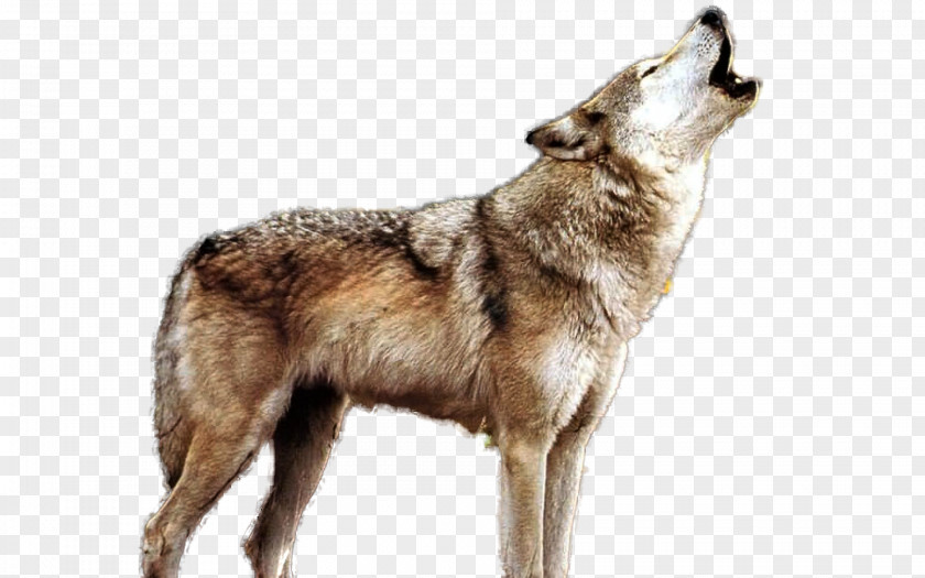 Howling Wolf Dog Illustration PNG
