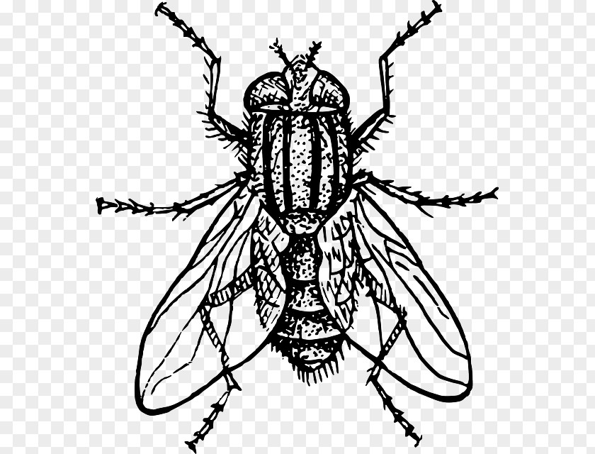 Insect Fly Drawing Clip Art PNG