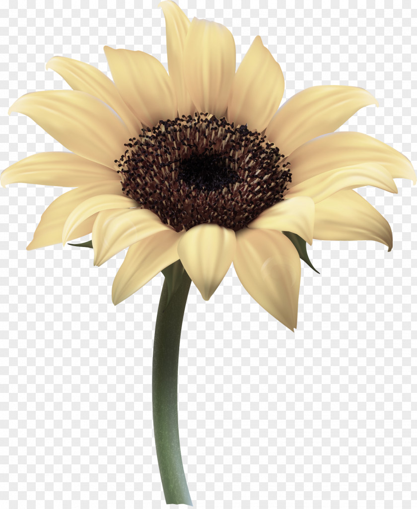 Sunflower PNG