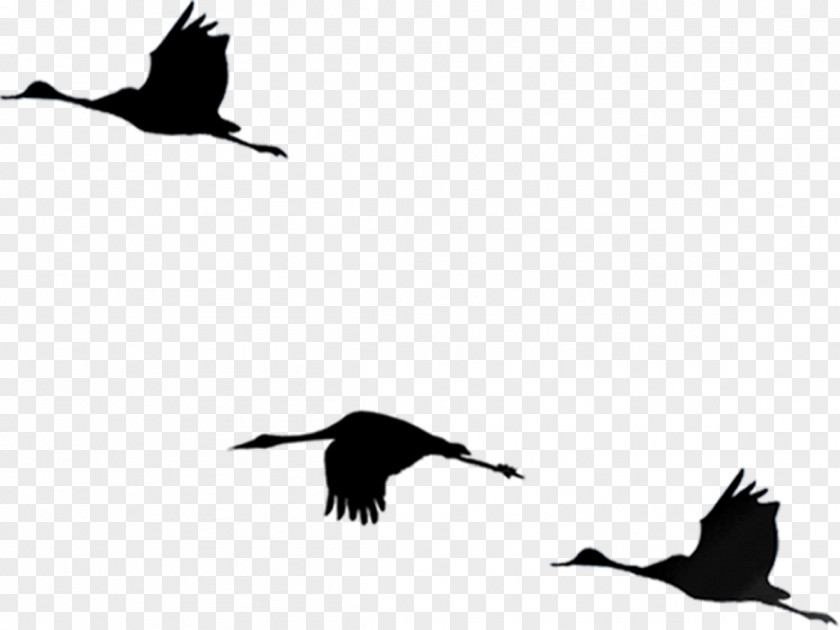 Birds Silhouette Bird Flight Cygnini PNG