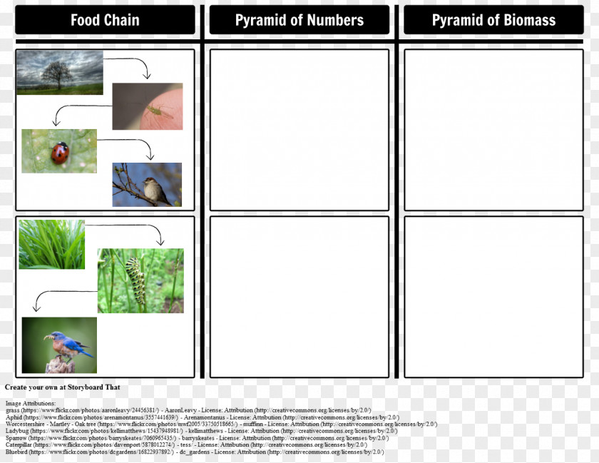 Food Chain Pyramid Résumé Web PNG
