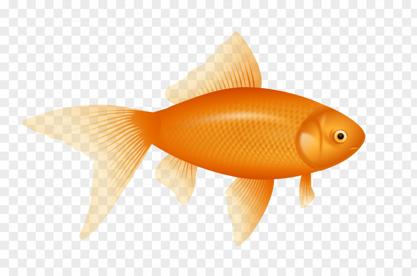 Gold Fish Image Clip Art PNG