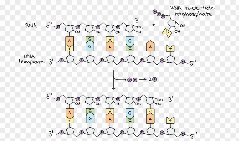 National Day Decoration Design Exquisite DNA Replication Polymerase Transcription RNA PNG